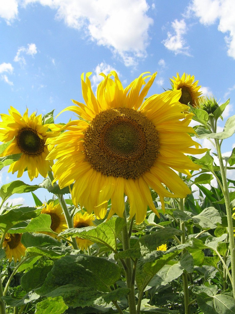Sonnenblumen - Foto: Jens Mügge