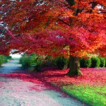 herbst-0808-01-kl