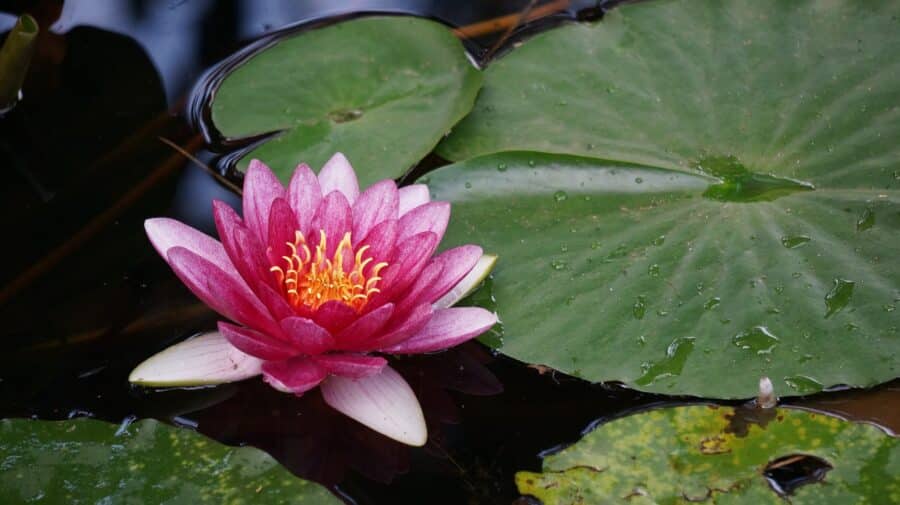 Der Lotus als Zeichen für Anubhava, Selbsterkenntnis