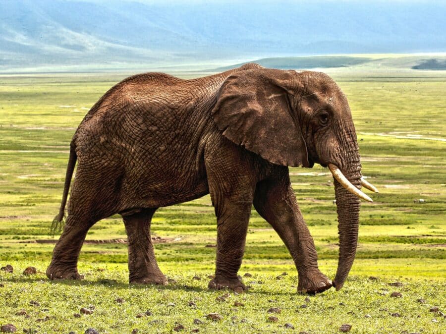Ayurveda Test - Elefant