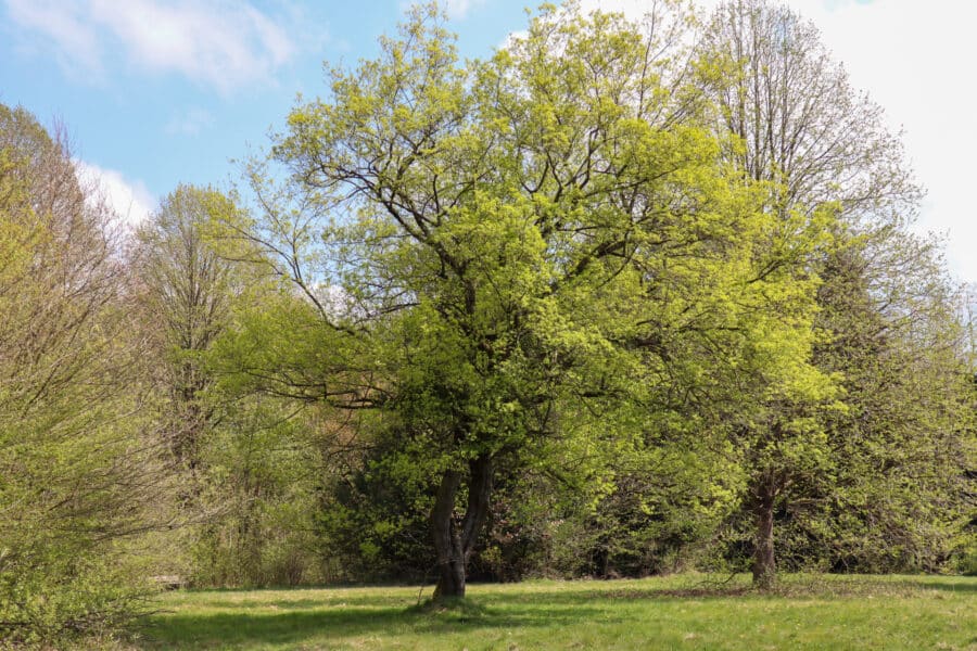 Prächtiger Baum im Frühling (Silvaticum Bad Meinberg)